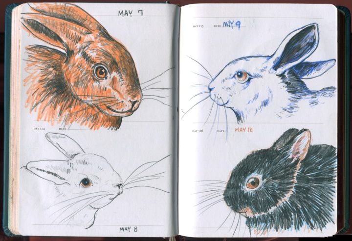 Spring Rabbits - Sketch a Day Book